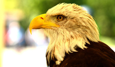 Weißkopf-Seeadler (05).jpg